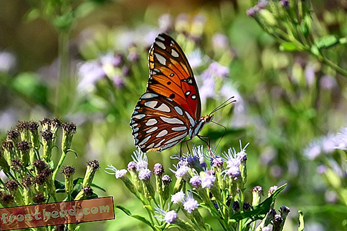 Grenzmauerbau bedroht Texas Butterfly Sanctuary