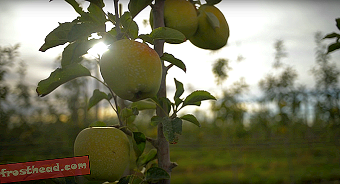 Prva jabolka brez rjavega gensko spremenjenega organizma so naslednji mesec hitra polica