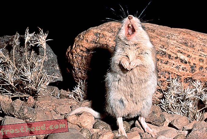 nutikad uudised, nutikad uudisteadused - Rohutirts-hiir jahib skorpione, muudab Scorpioni mürgi valuvaigistiks