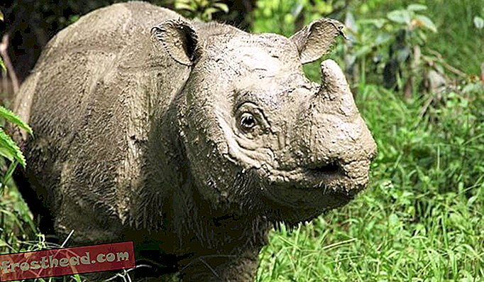 nutikad uudised, nutikad uudisteadused - Malaisia ​​viimane mees Sumatran ninasarvik on surnud