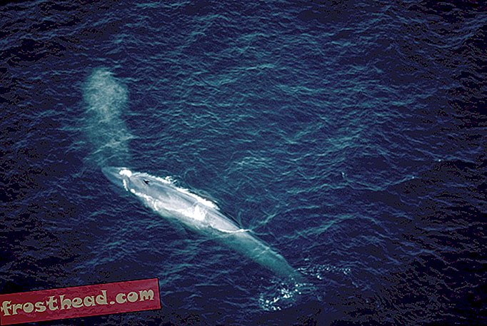 intelligente Nachrichten, intelligente Nachrichtenwissenschaft - Vielleicht ist der einsamste Wal der Welt doch nicht so isoliert