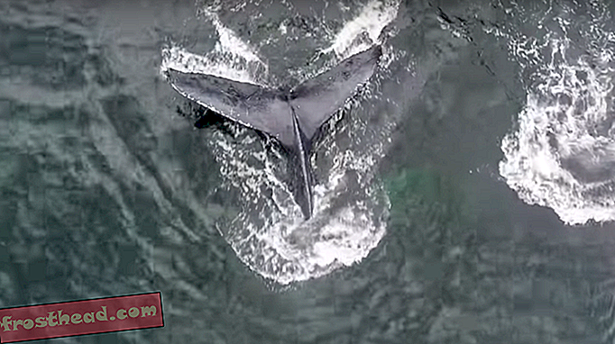 Nouvelles intelligentes, science de l'information intelligente, Voyage d'information intel - De superbes captures vidéo de baleines à bosse capturant des poissons avec des filets de bulles