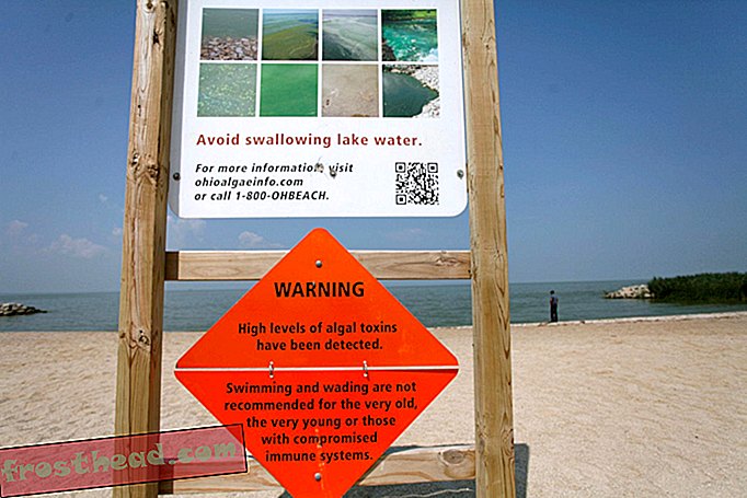 La prolifération d'algues toxiques dans le lac Érié pourrait devenir la nouvelle norme