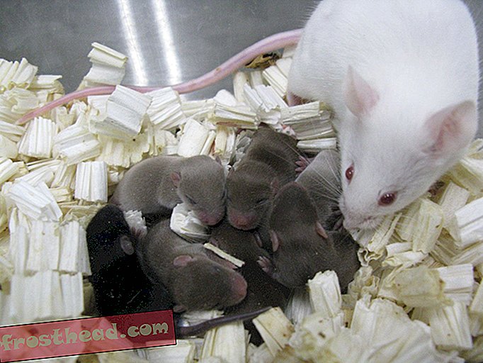 Proč vědci odeslali sperma myši na mezinárodní kosmickou stanici
