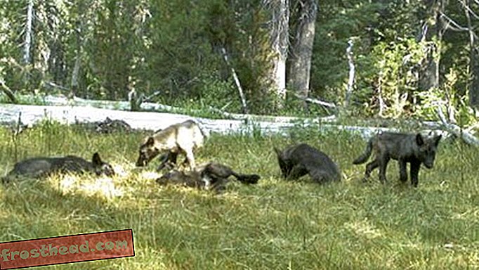 noticias inteligentes, ciencia de noticias inteligentes - Los biólogos han visto la primera manada de lobos en California en 100 años