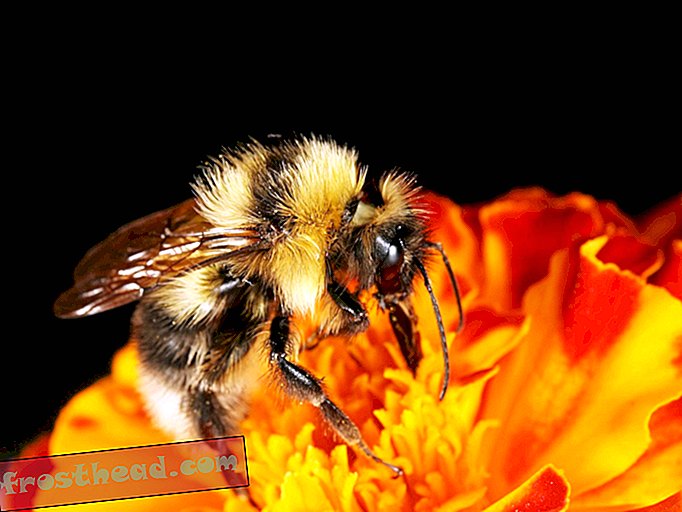 Bumblebees Ανιχνεύστε ένα ηλεκτρικό Buzz λουλούδι με Fuzz τους