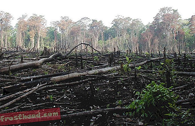 स्मार्ट समाचार, स्मार्ट समाचार विज्ञान - कोकेन मध्य अमेरिका में जंगलों को नष्ट कर रहा है