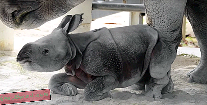 Rijetka indijanska nosoroga s jednim rogom Rođena u Zoo Miamiju
