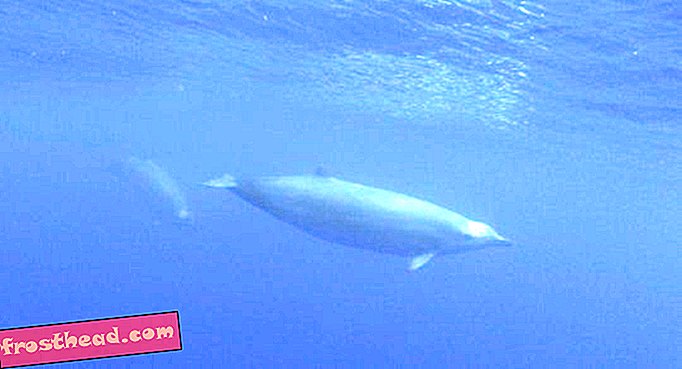 Voir la première vidéo d'une des plus rares baleines du monde
