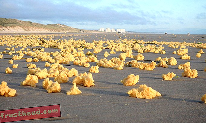 Des milliers de mystérieuses «éponges» jaunes se lavent sur les plages françaises