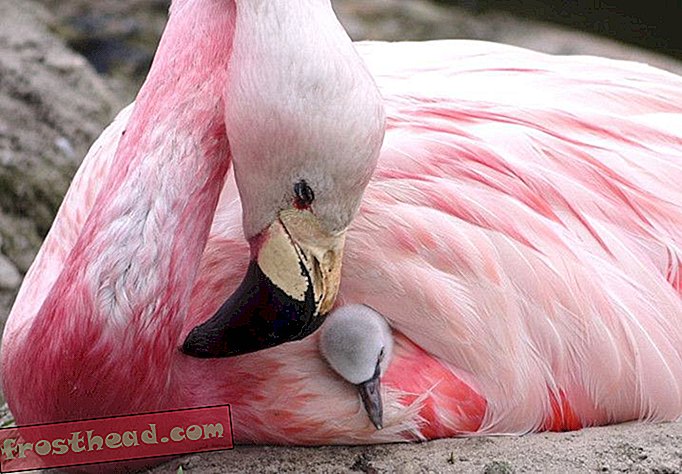 Великобритания топлинна вълна задейства Редки фламинго да снасят яйца за първи път от 15 години