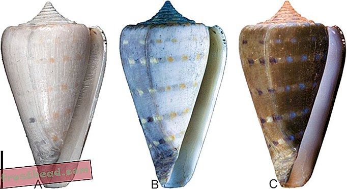 UV-lys afslører farverne på fossile skaller