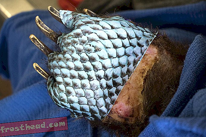Nouvelles intelligentes, science de l'information intelligente - Des animaux brûlés dans des incendies en Californie se procurent des bandages en peau de poisson