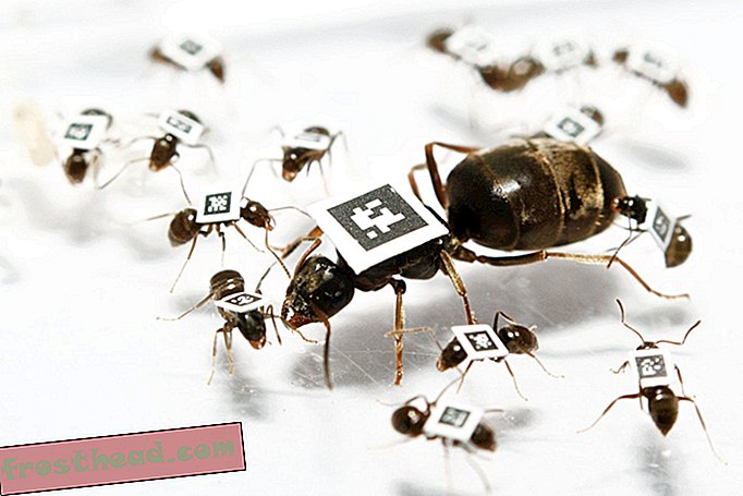 smarte nyheder, smarte nyhedsvidenskab - Myrer tager syge dage også
