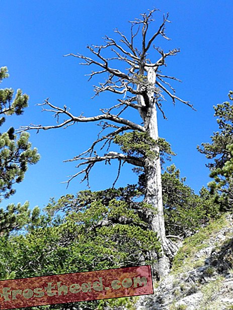 Το παλαιότερο γνωστό δέντρο της Ευρώπης που ανακαλύφθηκε στην Ιταλία