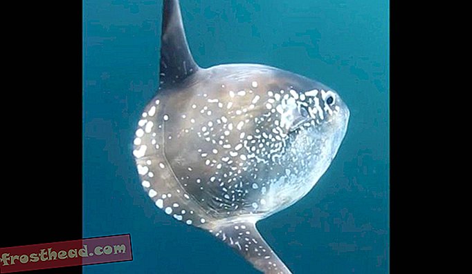 Löydetty: Uudet lajit valtameren aurinkoahvia, maailman suurin luullinen kala