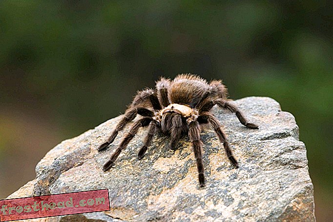 En dyrehage i London vil hypnotisere unna frykten for edderkopper