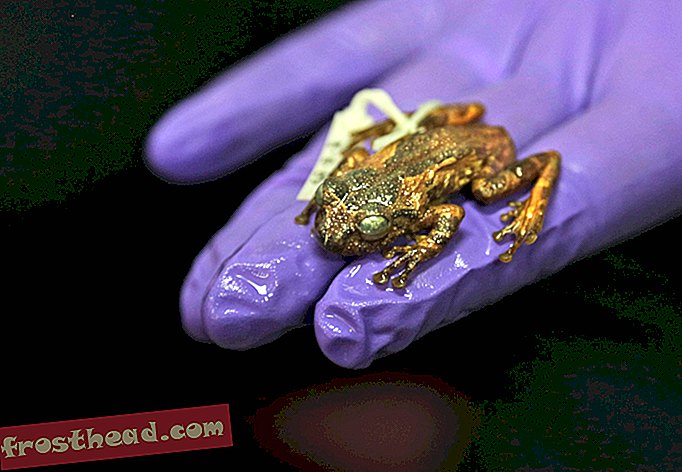 pametne vijesti, pametne vijesti - Znanstvenici ponovno otkrivaju drvnu žabu za koju se mislilo da će izumrijeti više od jednog stoljeća