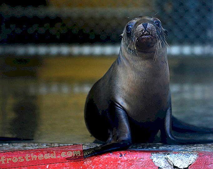 slim nieuws, slimme nieuwswetenschap - Verhongerende zeeleeuwen stapelen zich op op de stranden van Californië