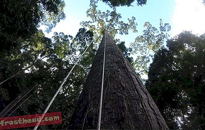 Това е най-високото тропическо дърво в света