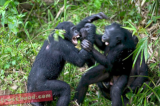 בריונות משלמת לאבות השימפנזים