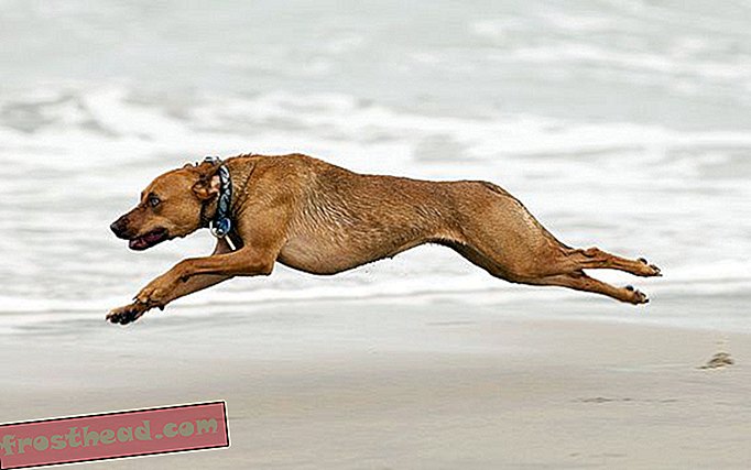 nutikad uudised, nutikad uudisteadused - Koerad kogevad jooksja kõrgust (kuid tuhkrud seda ei tee)