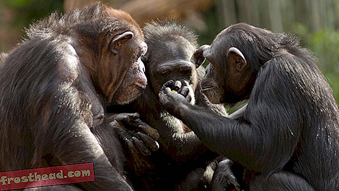 בני אדם הורסים את תרבות השימפנזה
