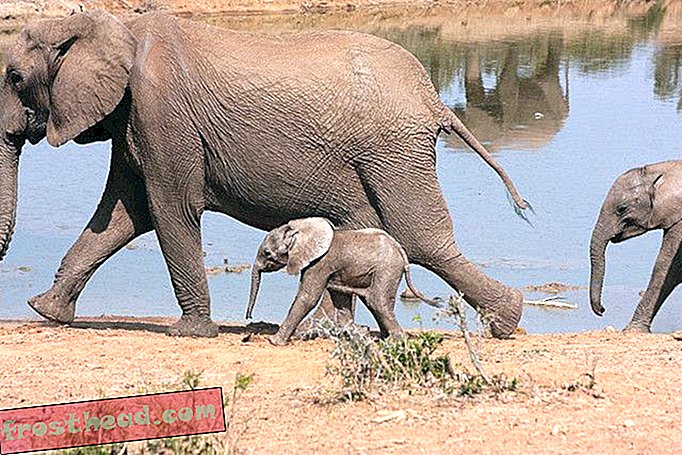 Nueva herramienta forense para atrapar cazadores furtivos de elefantes