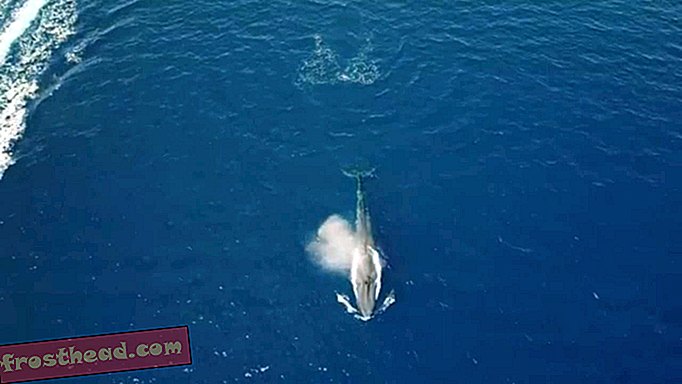 Nouvelles intelligentes, science de l'information intelligente - Une énorme baleine bleue observée pour la première fois en mer Rouge