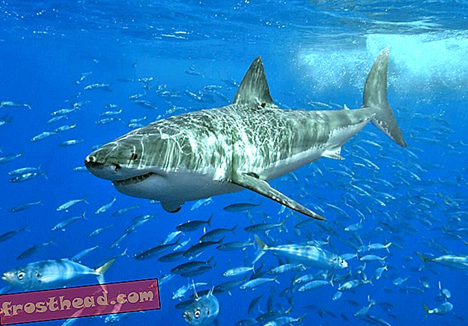 חדשות חכמות, מדע חדשות חכמות - משתלת כריש לבן גדול נדיר שהתגלה מול חופי ניו יורק
