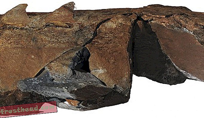 Ta stranski pogled na orjaški fosil, ki se hrani s filtri, prikazuje dokaze o dveh sklopih stranskih loput, ki osvetljujejo, kako so členonožci razvili okončine.