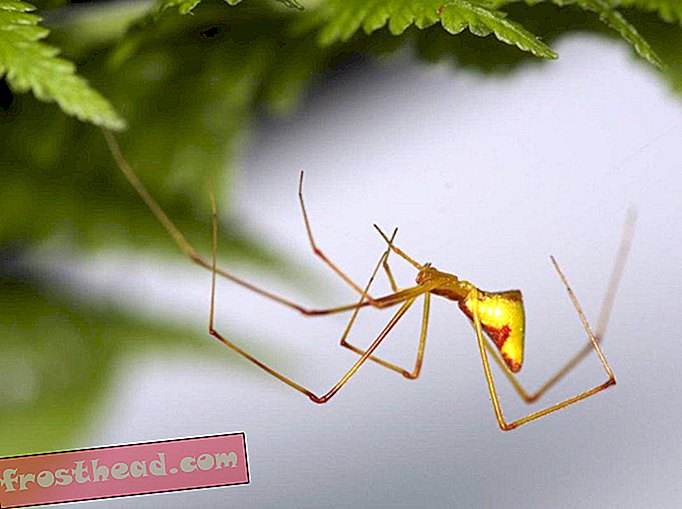 इन जिज्ञासु मकड़ियों ने एक ही तरह से अधिक से अधिक और फिर से विकसित किया