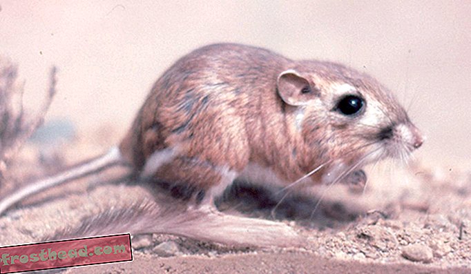 Este rato canguru foi descoberto pela primeira vez em 30 anos