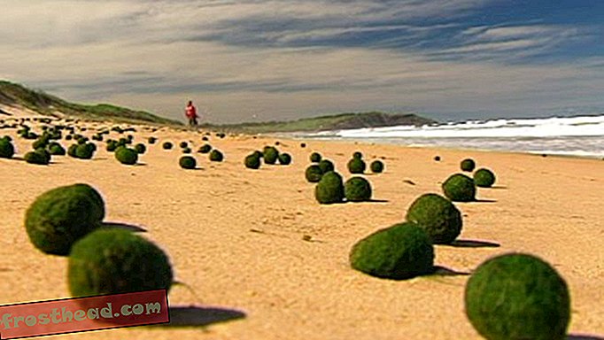 אלפי כדורים ירוקים מוזרים הופיעו לילה על חוף באוסטרליה