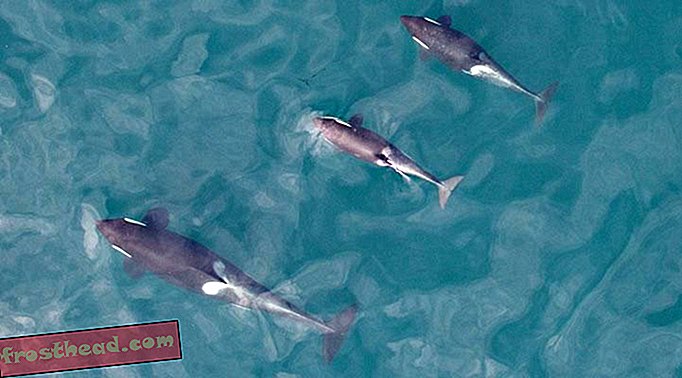 Des drones capturés par ces portraits de famille de baleines