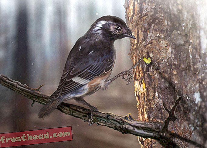 Burung Prasejarah Ini Memiliki Jari Kaki Yang Aneh