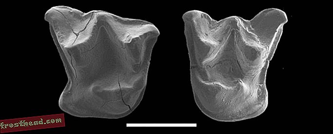 Zęby Mystacina miocenalis