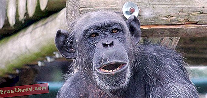 चिम्पांजी याद करते हैं चीजें आप की तुलना में तेज़ हैं