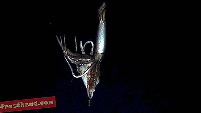 Υπερφυσικό Giant Squid που συλλαμβάνεται στην ταινία για πρώτη φορά