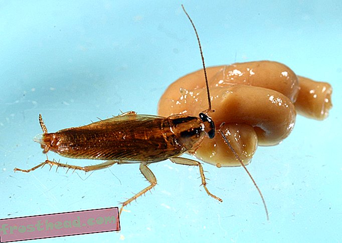 slim nieuws, slimme nieuwswetenschap - Zelfs chemicaliën kunnen de ontembare kakkerlak niet stoppen