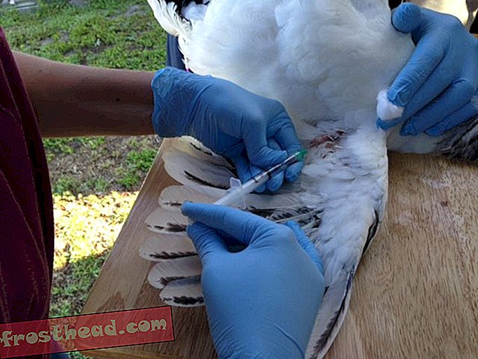 smarte nyheter, smarte nyhetsvitenskap - Sjelden, myggbåren virus funnet i flere kyllinger i Florida