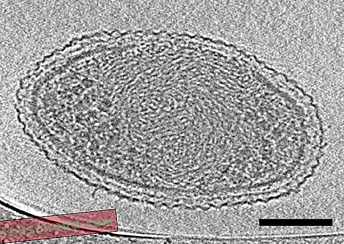 Este podría ser el organismo más pequeño de la Tierra