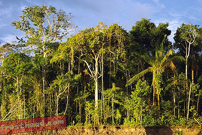 Bancian Amazon Tree Menjadikan Jelas Seberapa Banyak Spesies yang Bermasalah