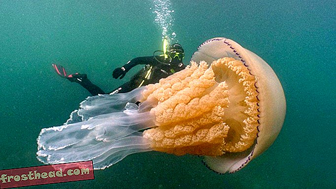Dykkere møter en menneskelig størrelse maneter utenfor kysten av England