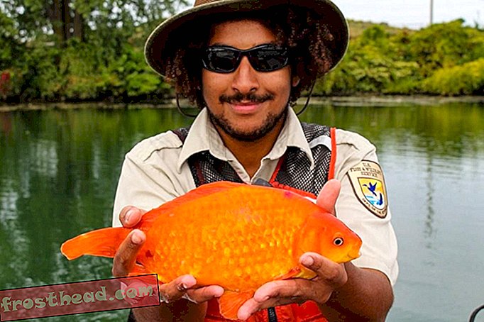 Гигантски златни рибки показват защо никога не трябва да махате риба по тоалетната