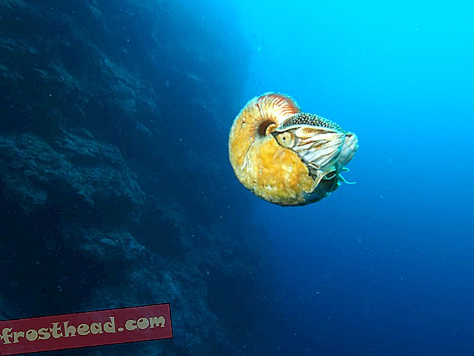 Morski biologi v 30 letih prvič najdejo redkega Nautilusa
