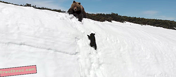 क्यों विशेषज्ञ एक बच्चे के भालू के पहाड़ पर चढ़ने के एक वायरल वीडियो से परेशान हैं