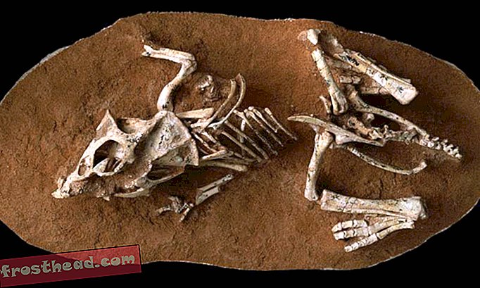 Les dents anciennes montrent que les dinosaures ont mis longtemps à éclore