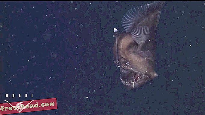 Der Schwarzmeerteufel, ein seltener Tiefseeanglerfisch, der zum ersten Mal gedreht wurde