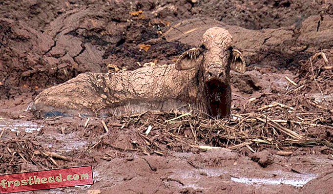 Uma vaca presa na lama no dia 27 de janeiro, dois dias depois do colapso de uma barragem que pertencia a uma das maiores mineradoras do Brasil.